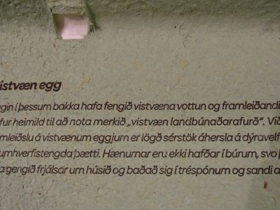 Bnus egg (2)