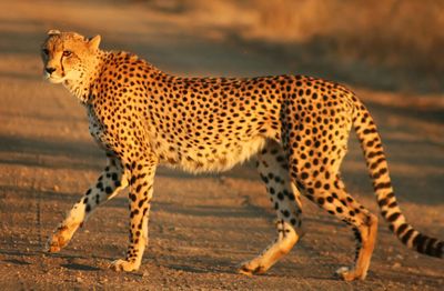Cheetah_Kruger